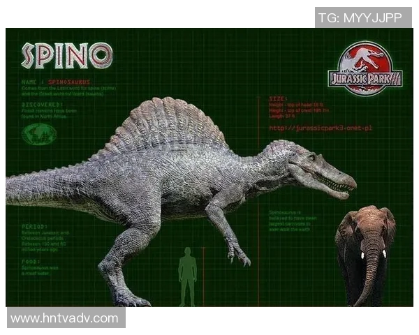 探索白鲨的神秘世界揭示海洋霸主的生存之道与生态角色